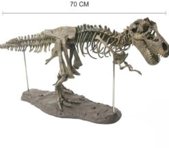 XXL Tyrannosaurus Rex T-Rex Skelett Modell Zum Selbstbauen 70cm