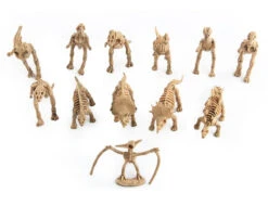 12 Stk. Dinosaurier Fossil Figuren Set 24 12 Stk. Dinosaurier Fossil Figuren Set -Dinosaurier-Spielzeug product image 1610409802
