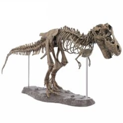 XXL T-Rex Dinosaurier Skelett Modell (ca. 68cm)