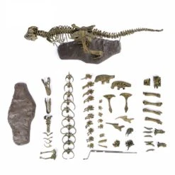 XXL T-Rex Dinosaurier Skelett Modell (ca. 68cm) -Dinosaurier-Spielzeug product image 1891316965